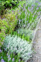 Herb border planted with Salvia officinalis 'Purpurascens' - Purple Sage, Santolina and Lavandula - Lavender -  RHS Garden Harlow Carr, Harrogate, North Yorkshire, UK