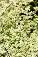 Helichrysum petiolare 'Roundabout'