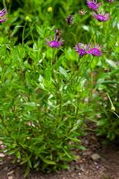 Osteospermum Nasinga Purple syn. 'Aksullo'
