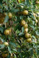 Malus - Apple 'Brownlees Russet'