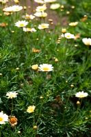 Argyranthemum 'Sultan's Lemon' Daisy Crazy Series
