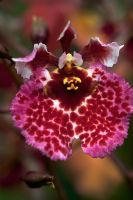 Oncidium diciommo giuseppi - Orchid