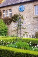 Formal Spring bed with tulips and Clematis macropetala on obelisk - The Old Rectory, Netherbury, Dorset NGS
