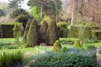 Formal Spring garden with topiary and tulips - The Old Rectory, Netherbury, Dorset NGS