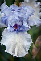Iris germanica 'Chinook Winds' - German bearded iris