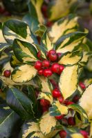 ilex altaclerensis 'Ripley Gold' berries in autumn