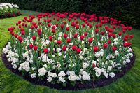 Circular border of Tulipa 'Bastogne' and Primula 'Crescendo Series'