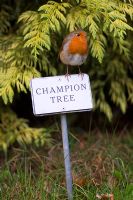 Erithacus rubecula - Robin perched on champion tree label, RHS Wisley Gardens, Surrey