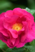 Rosa gallica 'Officinalis' - The Apothecary's Rose 