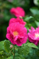 Rosa gallica 'Officinalis' - The Apothecary's rose 