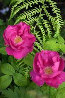 Rosa gallica 'Officinalis' - The Apothecary's rose and fern