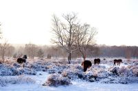 Exmoor Ponies in Sutton Park, Sutton Coldfield, in frost