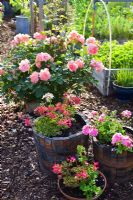 Rosa bonita 'Renaissance' and Geranium in planters