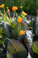 Row of Brussels Sprout 'Falstaff' and marigold