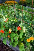 Organic vegetable garden with raised beds - Scented Tagetes tenuifolia, Nasturtium, snow peas 'Gigante Svizzero'