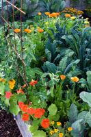 Organic vegetable garden with raised beds surrounded by woodchip paths - Scented Tagetes tenuifolia, Nasturtium, snow peas 'Gigante Svizzero', Brassica oleracea 'Nero di Toscana'