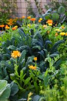 Organic vegetable garden with raised beds surrounded by woodchip paths - Scented Tagetes tenuifolia, Nasturtium, snow pea 'Gigante Svizzero', Brassica oleracea 'Nero di Toscana' 
