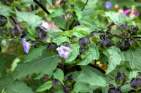 Nicandra physalodes - Shoo Fly plant