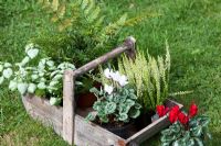 A selection of Autumn bedding plants in a wooden trug including half hardy Cyclamen