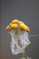 Autumn cobwebs on Tanacetum vulgare - Tansy
