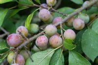 Prunus domestica var. insititia - Bullace - white fruited form