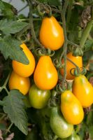 Lycopersicum - Tomato 'Centiflor'