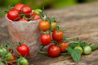Bush Tomato 'Koralik' on wooden surface with clay pot