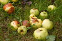 Windfall Apples 'Grenadier' - early culinary variety
