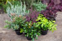 Berberis, Calluna, Choisya, Gaultheria and Pieris  - mini shrubs for planting in autumn containers