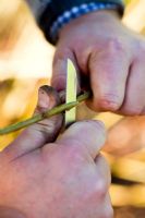Layering plants - propagating Cornus - Dogwood. Remove sliver of bark from stem about 20-25cm from its end
