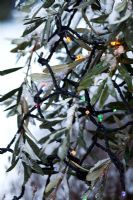 Solar powered Christmas lights on Olive tree in snow