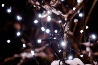 Solar powered Christmas lights on snow covered branch