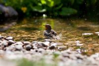 Robin bathing in pond