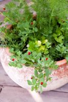 Pot of Yellow Celery, Florence Fennel, Lollo rosso or red salad bowl Lettuce. Replace Celery when cut with Raddicchio, which is best grown in cooler weather.
