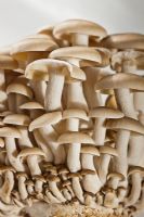 Hypsizygus tessellatus - Buna Shimeji Mushrooms