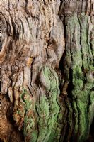 Quercus robur - English Oak bark, November
