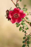 Rosa x moyesii 'Geranium'