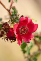 Rosa x moyesii 'Geranium'