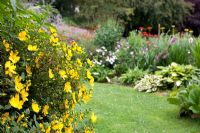 Mixed bedding, Hypericum in foreground - Great Stone, Buntingford, Herts, NGS