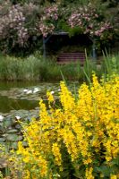 Lysimachia punctata, as pond marginal, with rose and arbour in background - Great Stone, Buntingford, Herts, NGS