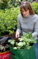 Woman topping up Potato growing bag with multi-purpose compost
