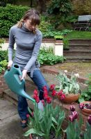 Watering Tulipa 'Valery Gerviev' and 'Triumph Fontainebleu' in pots