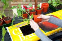 Planting Cucurbita - Courgette 'Astia F1' plant in grow bag - knocking plant out of pot