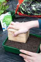 Sowing Lettuce -  levelling seed compost with flat object