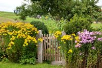 A wooden gate flanked with perennials at the entrance to a typical German farmer's garden - Aster, Buxus, Helenium, Helianthus annuus and Malus domestica - Apple tree