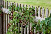 Rubus fruticosus - Blackberries climbing on a wooden fence