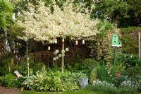 Bird box next to a green-white border with Cerastium, Hosta and Lonicera under an Acer campestre 'Kardinal' trained as a standard. Little lanterns hang from the branches.