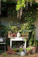 A wooden table with a collection of Hedera - Ivy in pots, tin watering can, cloches and other decorative objects. Wisteria growing over summerhouse
