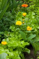Calendula officinalis with Lactuca - Lettuce and Petroselinum - Parsley