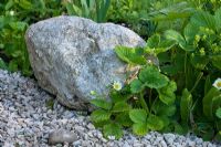 Fragaria vesca - Wild Strawberries flowering next to stone